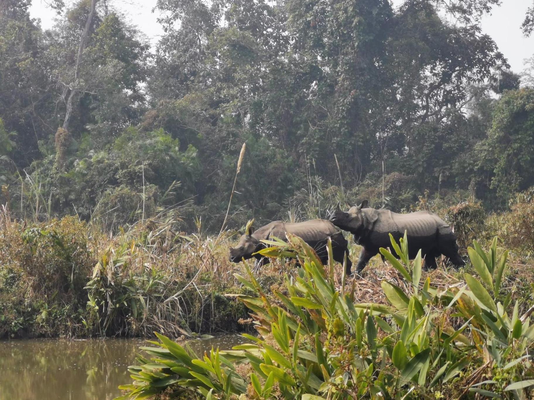 Bamby Chilling House - Feel The Nature Sauraha Luaran gambar
